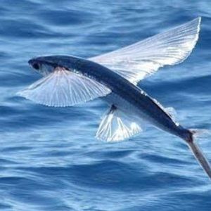 Meet your Posher, Mia